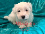 Vente de chiots Cotons de Tuléar blancs (LOF)