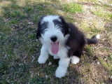 À vendre : un chiot Bearded Collie noir et blanc (LOF)