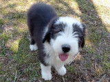 À vendre : un chiot Bearded Collie noir et blanc (LOF)