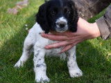 Un chiot English Springer Spaniel mâle noir et blanc (LOF) à l'achat
