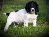 Un chiot English Springer Spaniel mâle noir et blanc (LOF) à l'achat