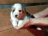 9 chiots Bergers Australiens (LOF) &agrave; vendre, 6 femelles, 3 m&acirc;les