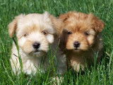 Vente de deux chiots Bichons Havanais de couleur abricot (LOF)