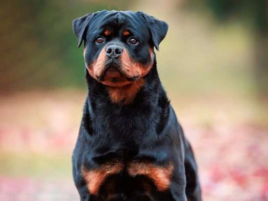 Saillie avec un chien mâle Rottweiler d’août 2021, noir et feu LOF
