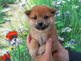 Un chiot femelle Shiba Inu LOF fauve et blanc à réserver