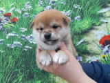Un chiot femelle Shiba Inu LOF fauve et blanc à réserver
