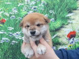 Un chiot femelle Shiba Inu LOF fauve et blanc à réserver
