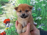 2 chiots Shiba Inus LOF au pelage fauve et blanc &agrave; r&eacute;server