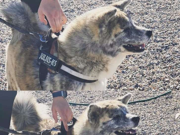 Un chien mâle Akita Inu LOF bringé et roux disponible pour saillie