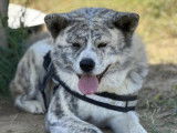 Un chien mâle Akita Inu LOF bringé et roux disponible pour saillie