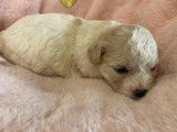 À réserver un chiot femelle Bichon Frisé LOF