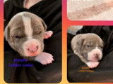 6 chiots American Staffordshire Terriers LOF à réserver