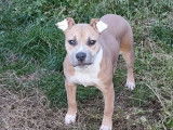 Un chiot femelle bicolore American Staffordshire Terrier à vendre LOF