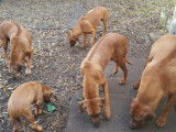 Chiots Rhodesian Ridgeback avec pedigree FCI à réserver