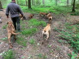 Chiots Rhodesian Ridgeback avec pedigree FCI à réserver