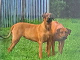 Chiots Rhodesian Ridgeback avec pedigree FCI à réserver