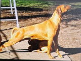 Chiots Rhodesian Ridgeback avec pedigree FCI à réserver