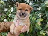 4 chiots Shiba Inus LOF mâles roux à réserver