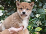 4 chiots Shiba Inus LOF mâles roux à réserver