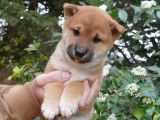 4 chiots Shiba Inus LOF mâles roux à réserver