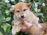 4 chiots Shiba Inus LOF mâles roux à réserver