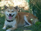 4 chiots Shiba Inus LOF mâles roux à réserver