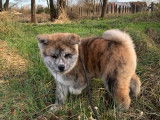 Vente chiots Akita Inu LOF