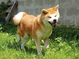 Vente chiots Akita Inu LOF