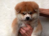 Vente chiots Akita Inu LOF