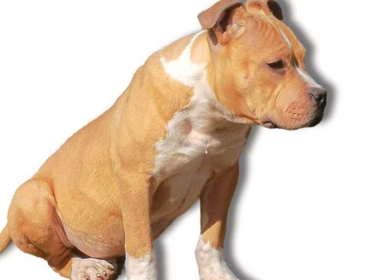 À vendre : un chiot mâle American Staffordshire Terrier fauve LOF