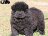5 chiots Chows-Chows LOF à réserver