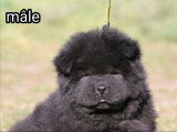 5 chiots Chows-Chows LOF à réserver