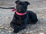 Un chiot Staffie noir femelle LOF né en août 2021 à adopter