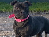 Un chiot Staffie noir femelle LOF né en août 2021 à adopter