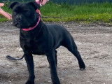 Un chiot Staffie noir femelle LOF né en août 2021 à adopter