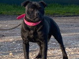 Un chiot Staffie noir femelle LOF né en août 2021 à adopter