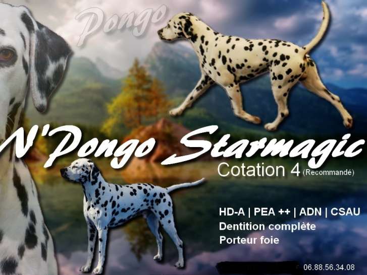 Dalmatien LOF cotation 4 disponible pour saillie