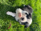 Chiots Border Collie à vendre