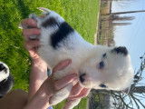 Chiots Border Collie à vendre
