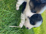 Chiots Border Collie à vendre