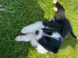 Chiots Border Collie à vendre