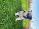 Chiots Border Collie à vendre