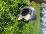 Chiots Border Collie à vendre