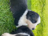 Chiots Border Collie à vendre