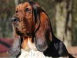 À réserver 11 chiots Bassets Hounds, mâles et femelles LOF tricolores