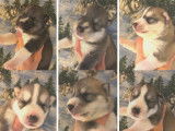 7 chiots Huskies Sibériens, 3 mâles et 4 femelles LOF bicolores à réserver