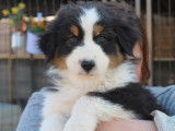 Un chiot mâle Berger Australien noir tricolore à vendre (LOF)