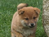Chiots Shiba Inu LOF à vendre