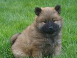 Chiots Eurasier LOF à vendre