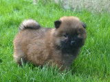 Chiots Eurasier LOF à vendre